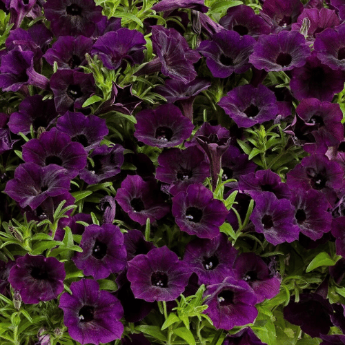Petunia Supertunia Midnight 14cm