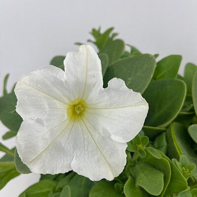 Petunia White