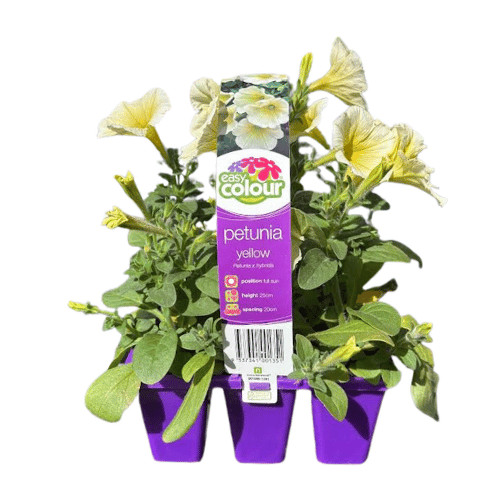 Petunia Yellow