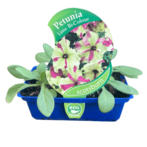 Petunia Lime Bicolour Great Scot