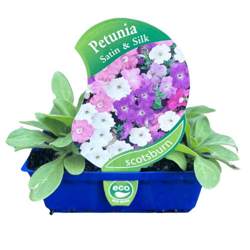 Petunia Frenzy Satin & Silk Great Scot