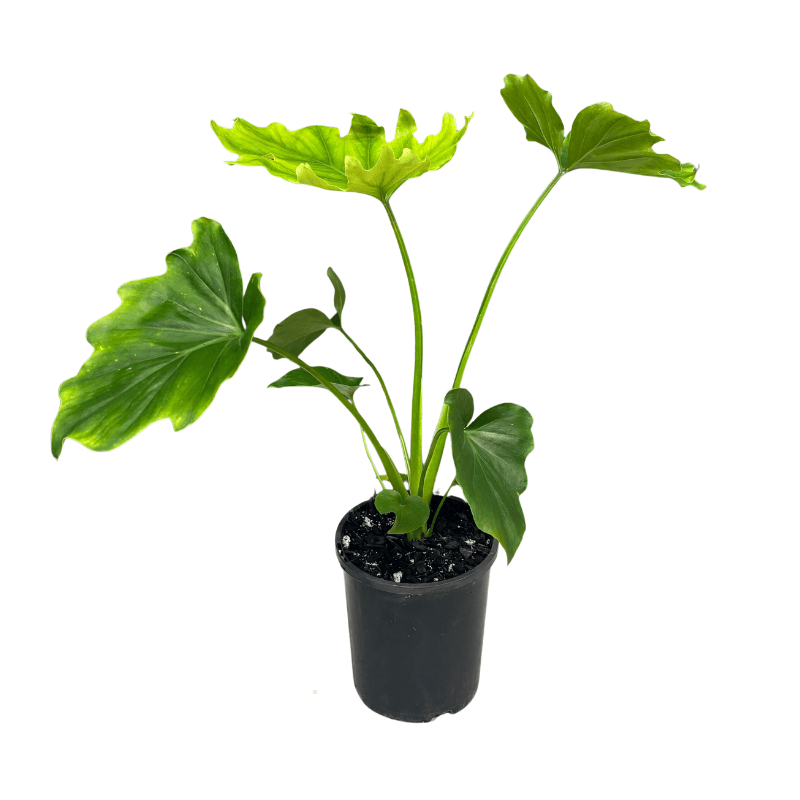 Philodendron Hope 14cm