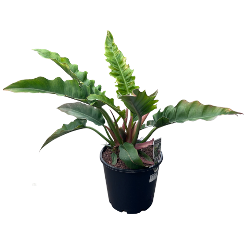 Philodendron Narrow 20cm