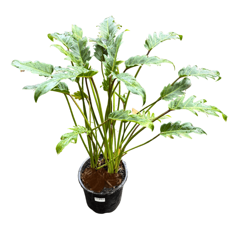 Philodendron xanadu 20cm