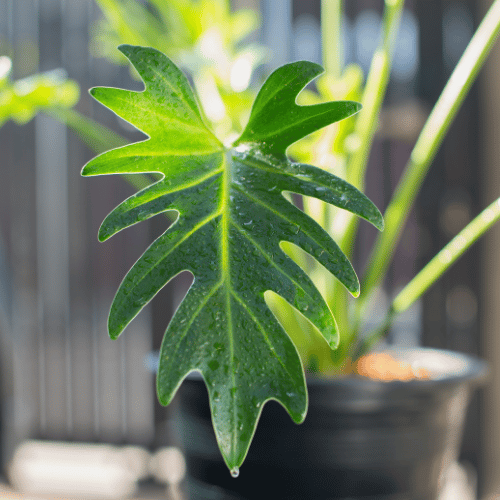 Philodendron xanadu 20cm_CWA