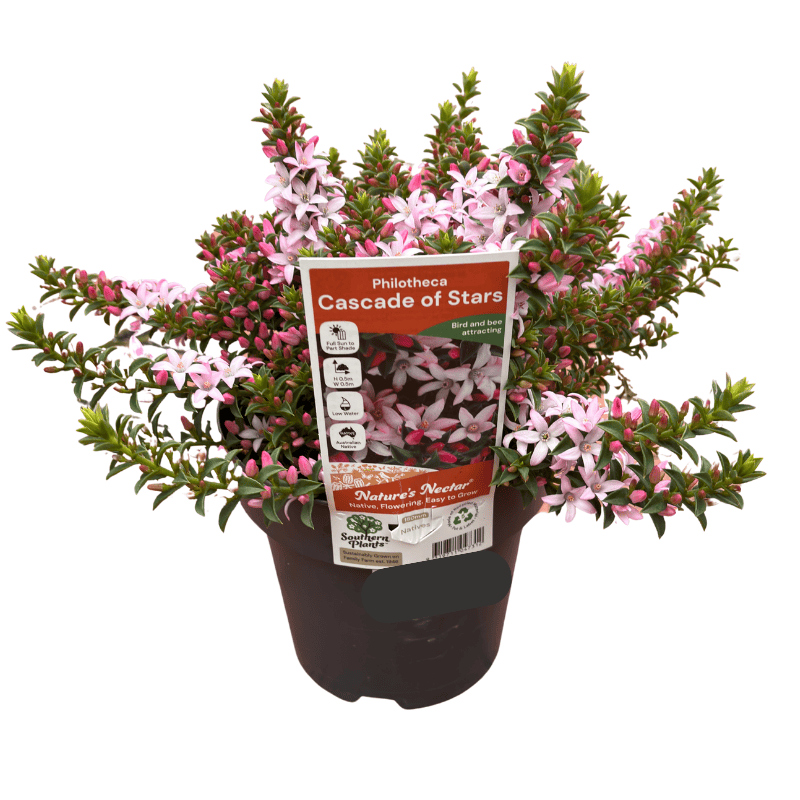 Philotheca Cascade of Stars 18cm