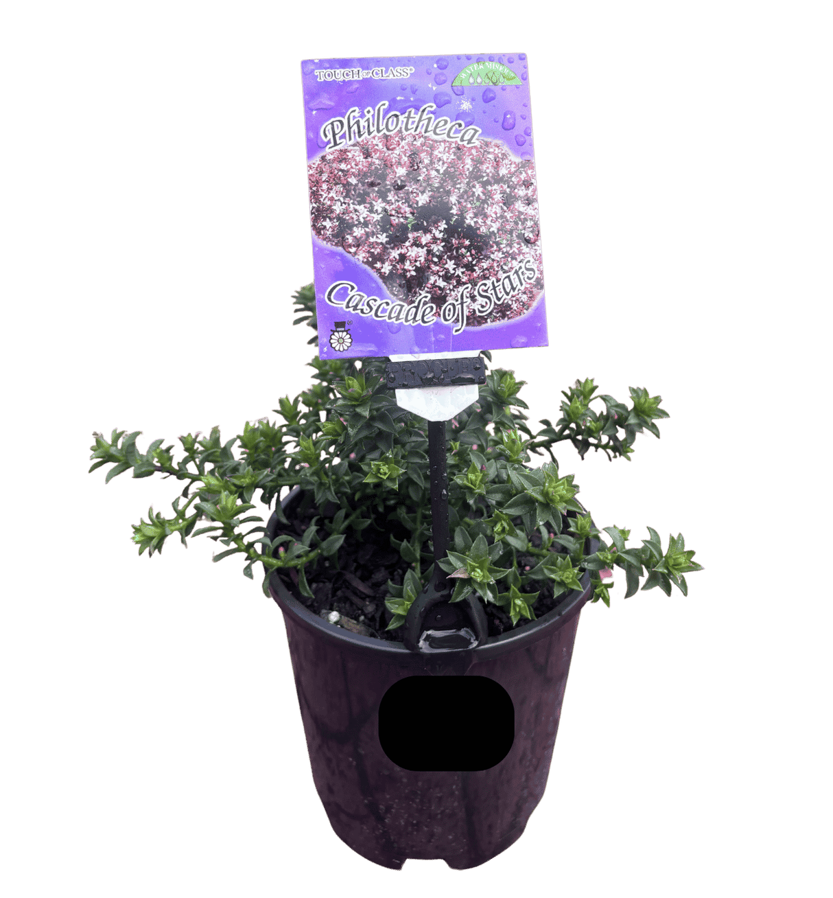 Philotheca buxifolia 'Cascade of Stars' 14cm