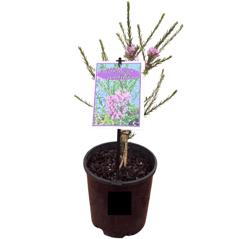 Philotheca nodiflora 14cm