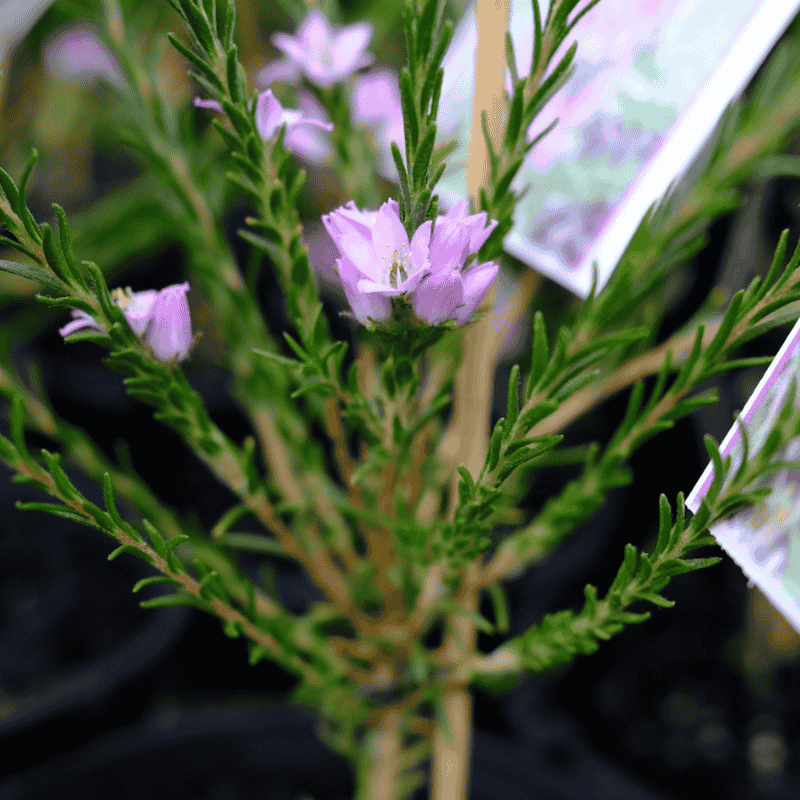 Philotheca nodiflora 14cm