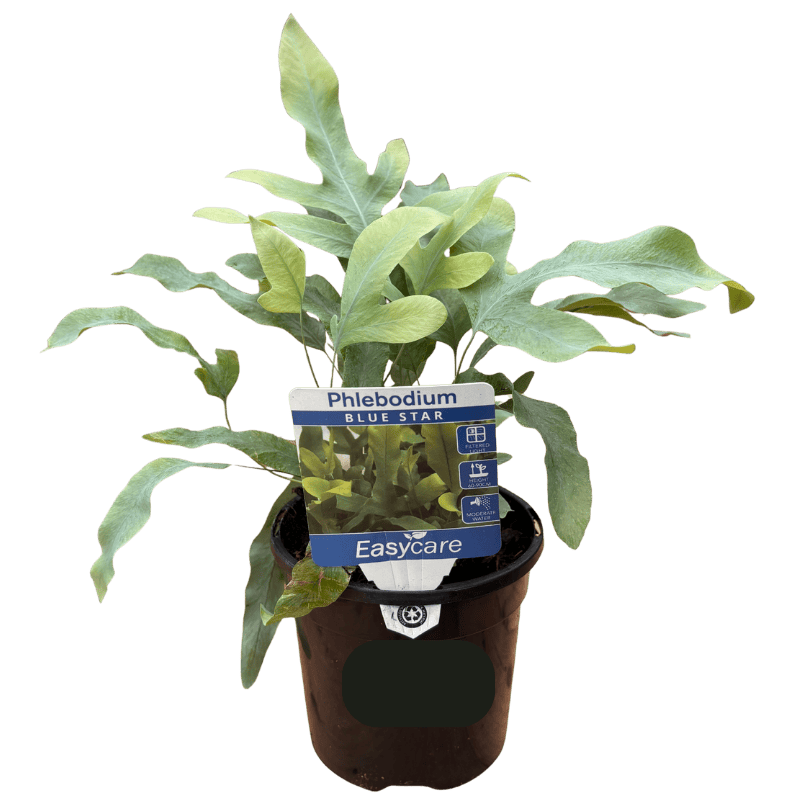Phlebodium aureum Blue Star Fern 13cm