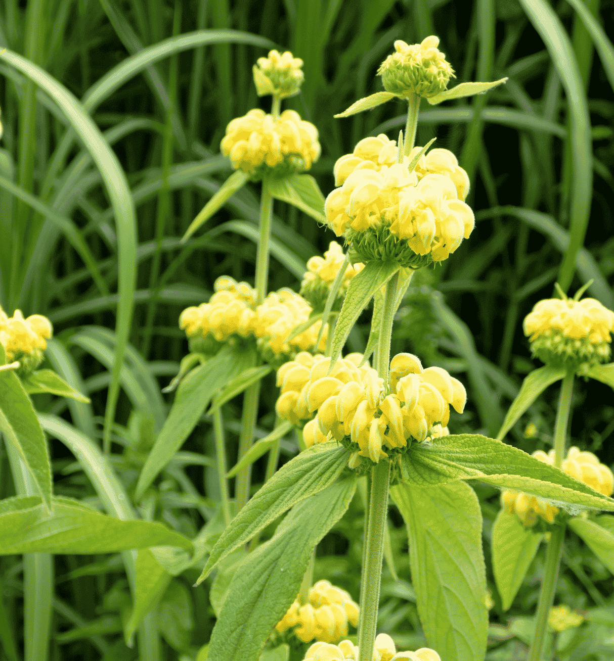 Phlomis Sunrays 14cm
