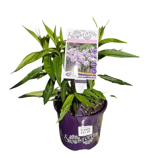 Phlox Soft Pink 17cm