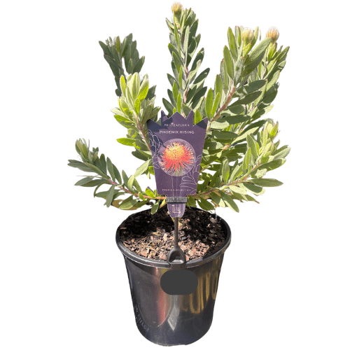 Leucospermum Phoenix Rising 20cm