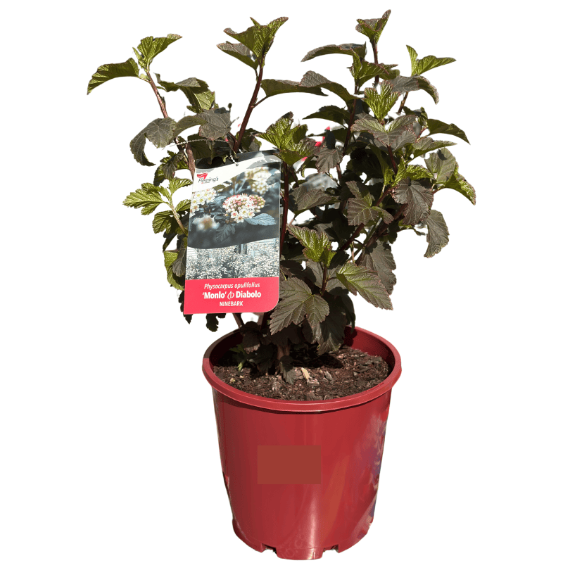 Physocarpus Diabolo 20cm