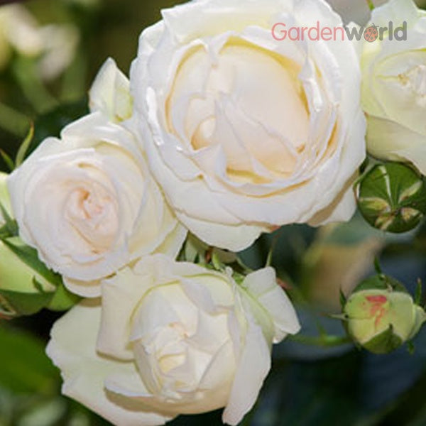 Rose Blushing Pierre de Ronsard Climbing 20cm