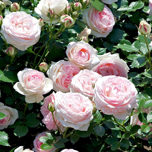 Rose Pierre de Ronsard Climbing 20cm