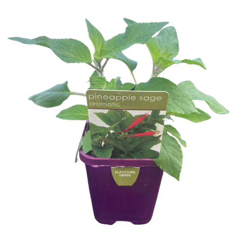 Pineapple Sage 10cm