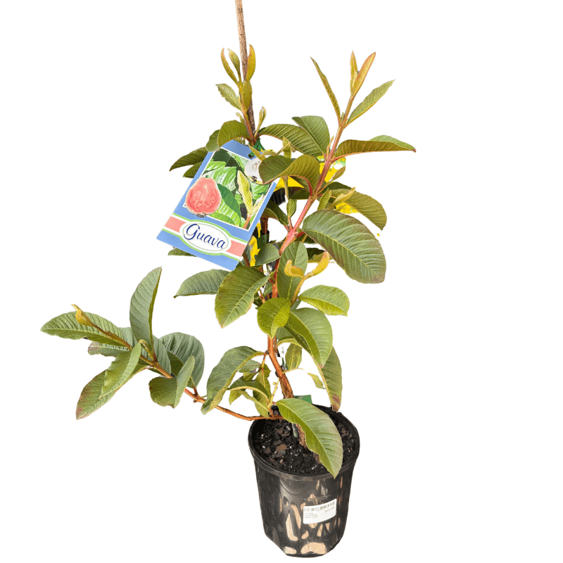 Guava Hawaiian Pink 14cm