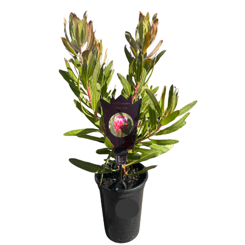 Protea Pink Ice 14cm
