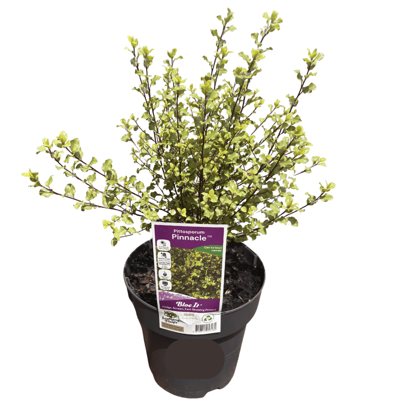 Pittosporum Pinnacle 20cm