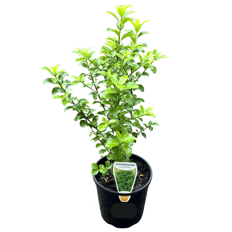 Pittosporum Green Pillar 14cm