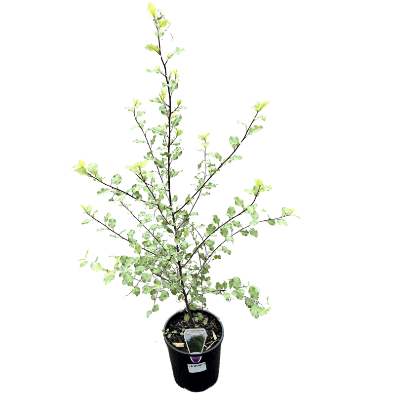 Pittosporum Silver Sheen 14cm