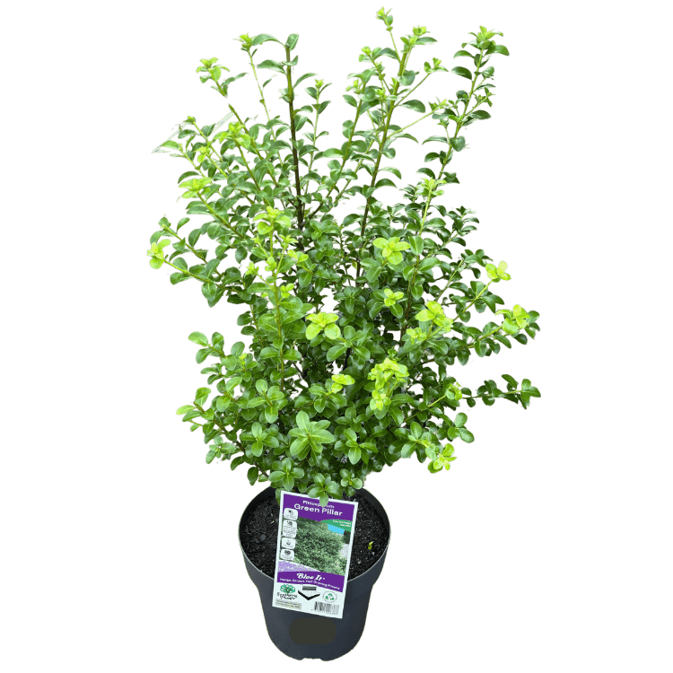 Pittosporum Green Pillar 18cm