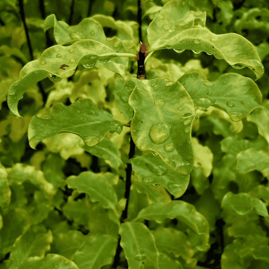 Pittosporum Silver Sheen 33cm