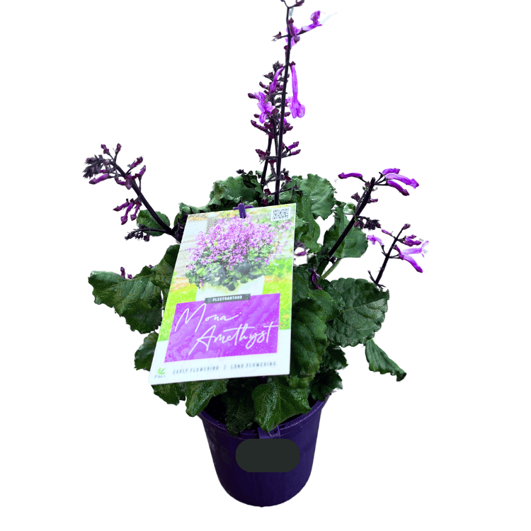 Plectranthus Mona Amethyst 14cm