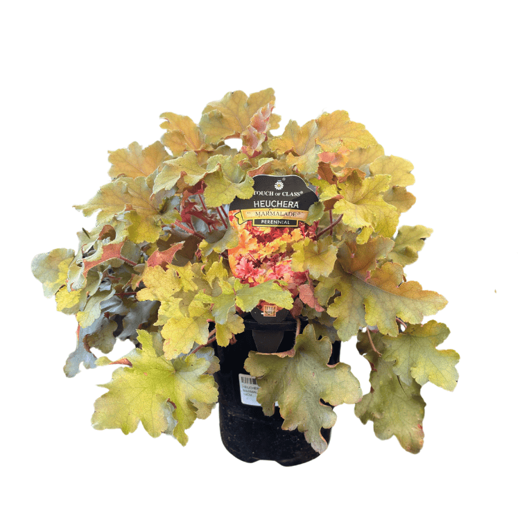 Heuchera Marmalade 14cm