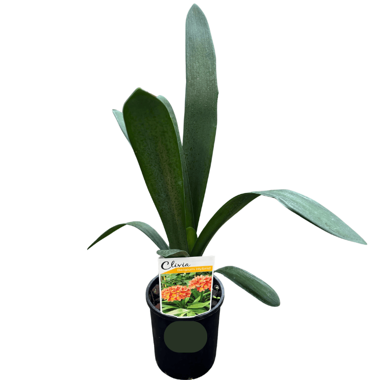 Clivia Belgian Hybrid_LLK