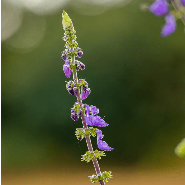 Plectranthus Mona Amethyst 14cm