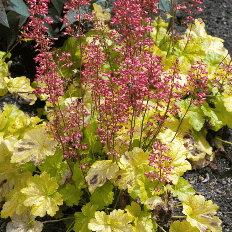 Heuchera Marmalade 14cm