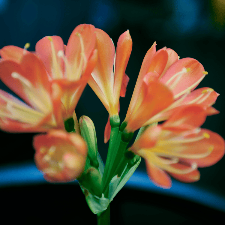 Clivia Belgian Hybrid_LLK