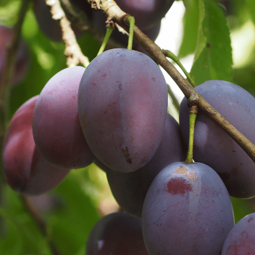 Plum Damson