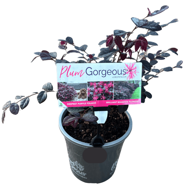 Loropetalum Plum Gorgeous 18cm