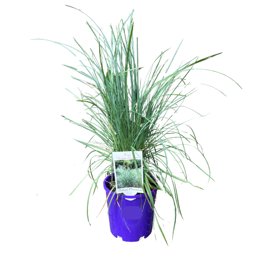 Poa Suggan Buggan 14cm