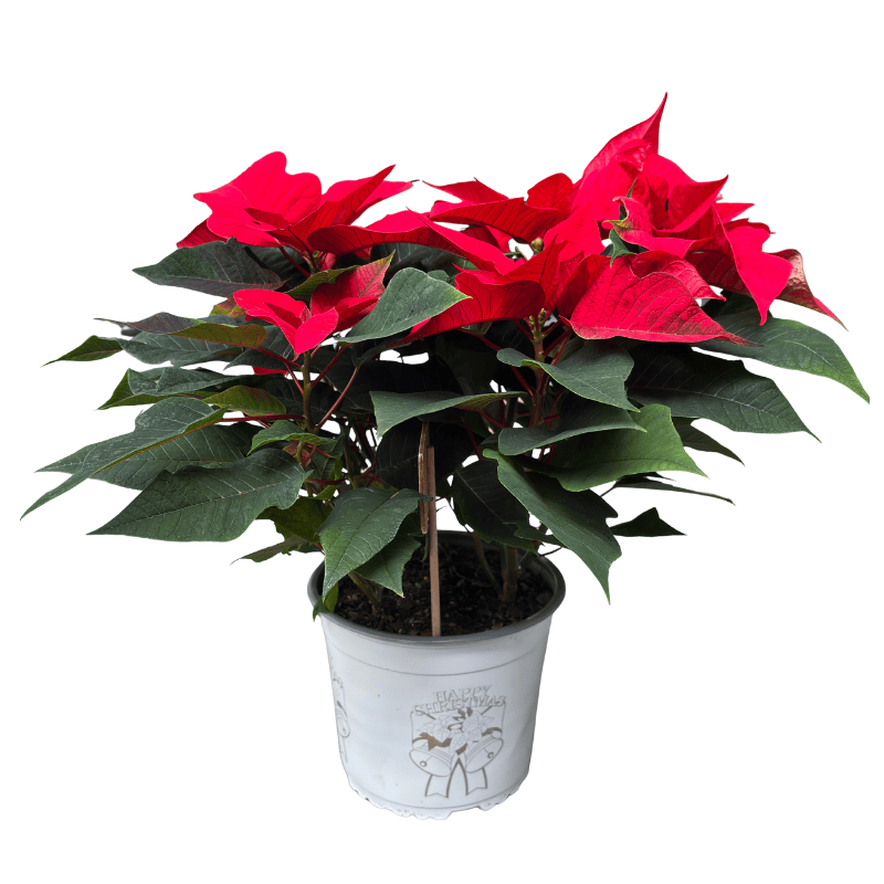 Poinsettia Red 19cm
