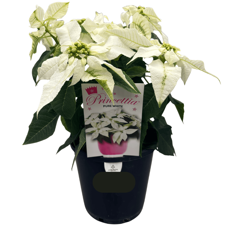 LC Princettia Pure White 14cm