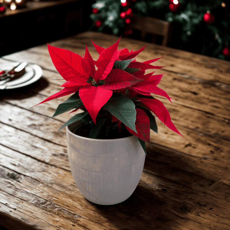 Red Poinsettia Gift