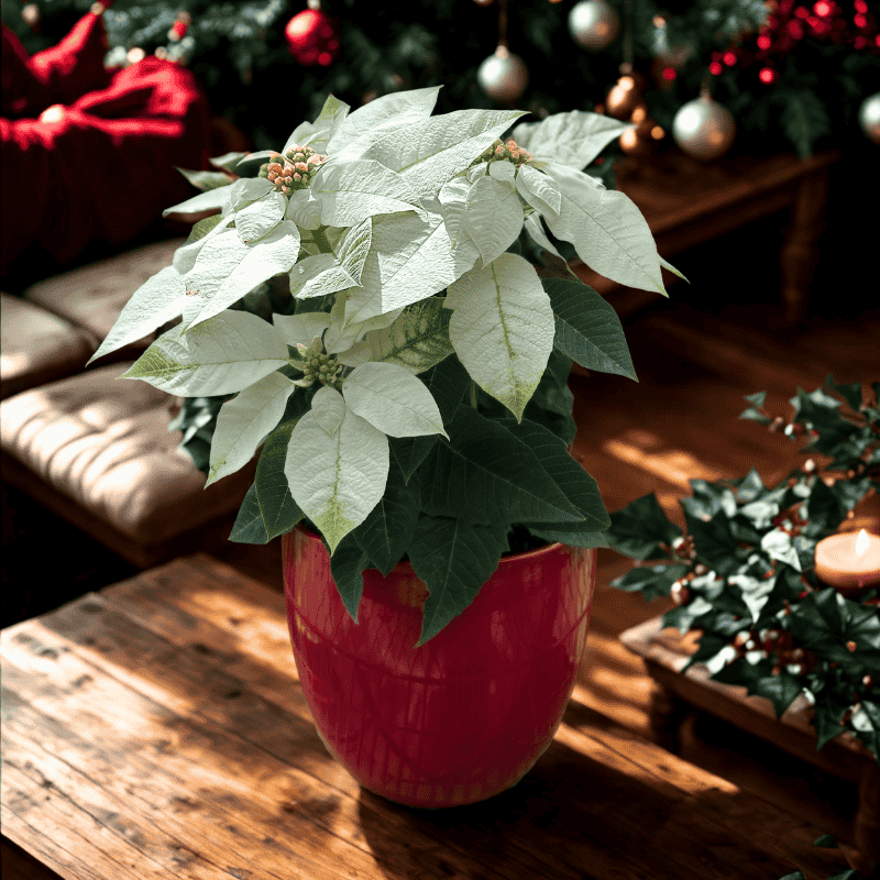 White Poinsettia & Red Pot Gift