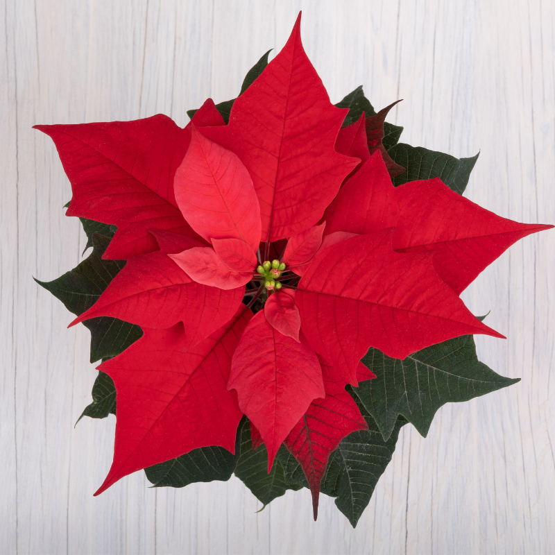Poinsettia Red 15cm