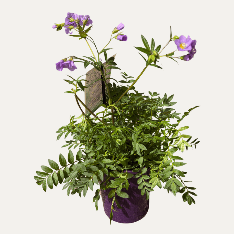 Polemonium 'Lambrook Mauve' 14cm