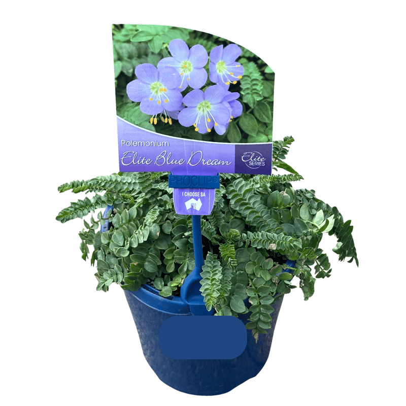 Polemonium Blue Dove 15cm