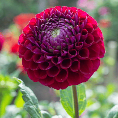 Dahlia Pompon Pride of Place - 1 Tuber