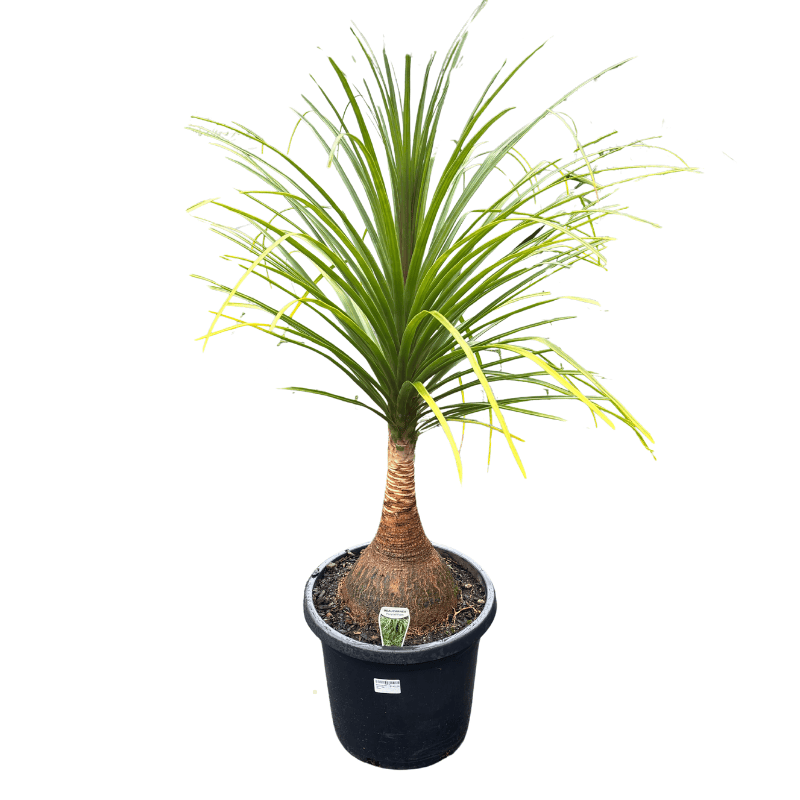 Beaucarnea recurvata 30cm