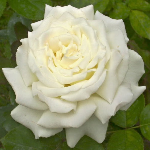 Rose Pope John Paul II 20cm