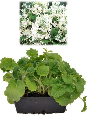 Primula White Punnet