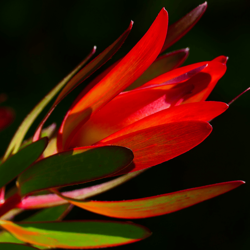 Leucadendron 'Amy' 18cm
