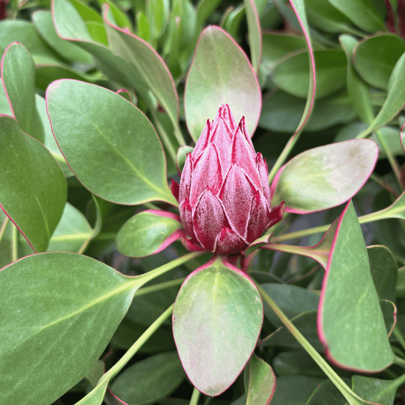 Protea 'Little Prince' 20cm